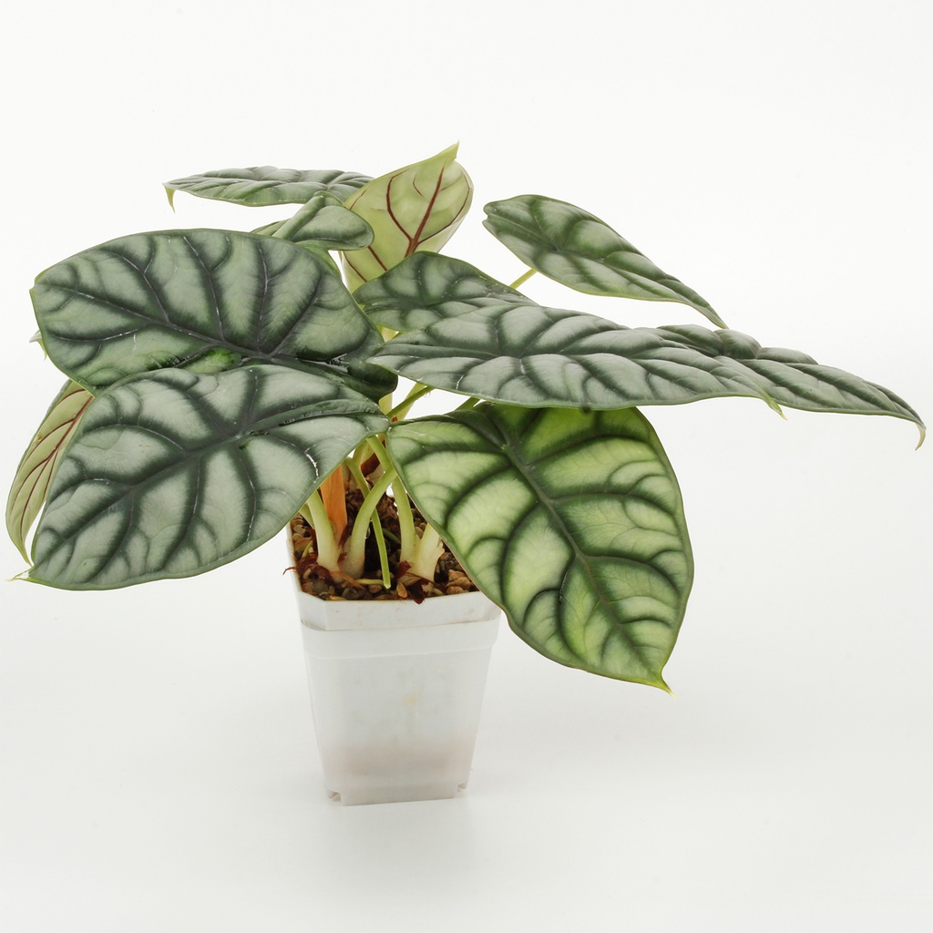 Alocasia 'Silver Dragon'