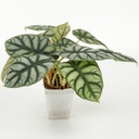 Alocasia 'Silver Dragon'