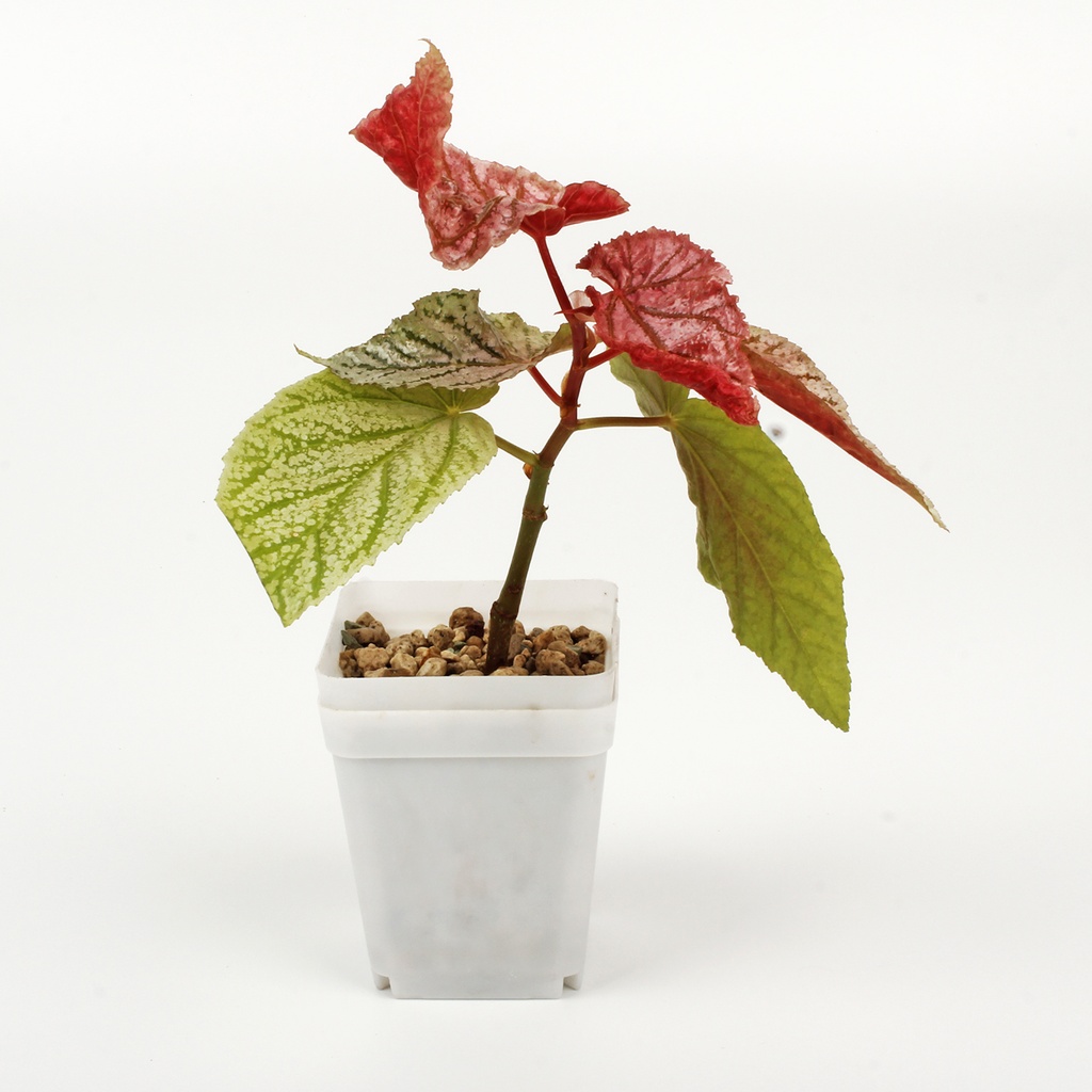 Begonia 'Maurice Amey'