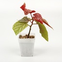 Begonia 'Maurice Amey'