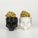 'Brain Cactus' Mammillaria Elongata Crestata in skull planter