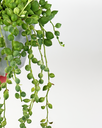 Senecio-herreanus-variegated-string-of-tears-variegirane-variegata-solzice.webp