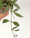 hoya-lacunosa-laos-hoja-voscenka-01.webp
