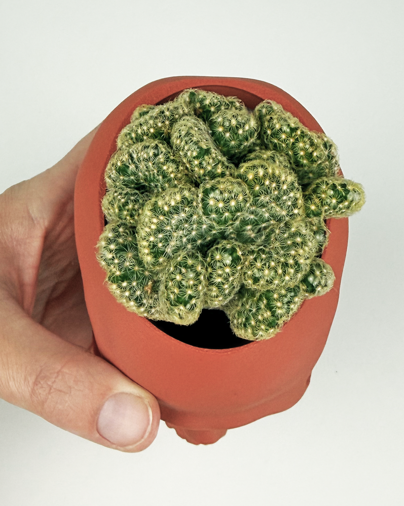brian-cactus-skull-planter-3d-print-Mammillaria-Elongata-Crestata.webp