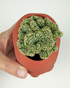 brian-cactus-skull-planter-3d-print-Mammillaria-Elongata-Crestata.webp
