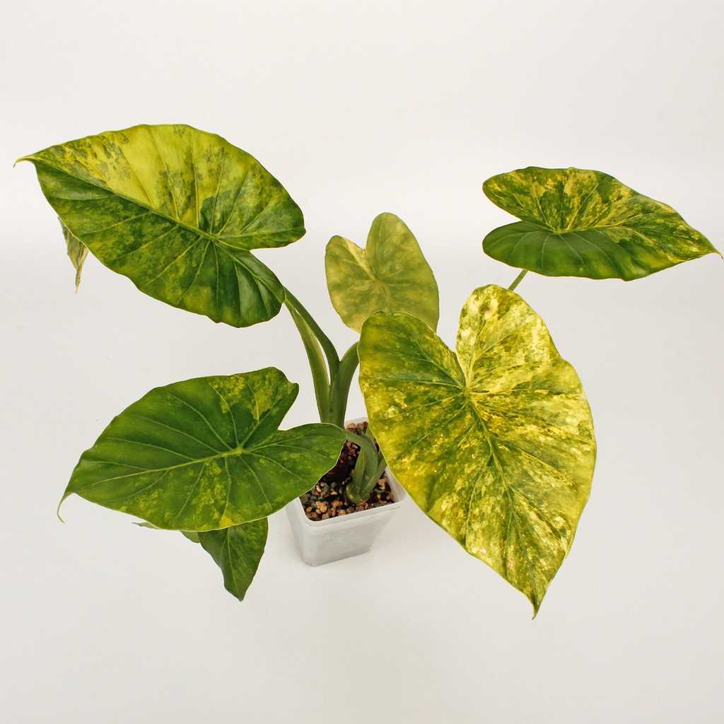 Alokazija Gageana Aurea Variegata