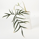 Philodendron Polypodioides