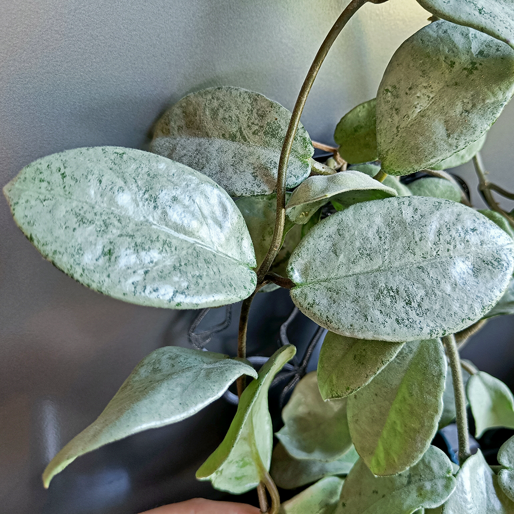 Hoya Carnosa "Nova Ghost" - cutting