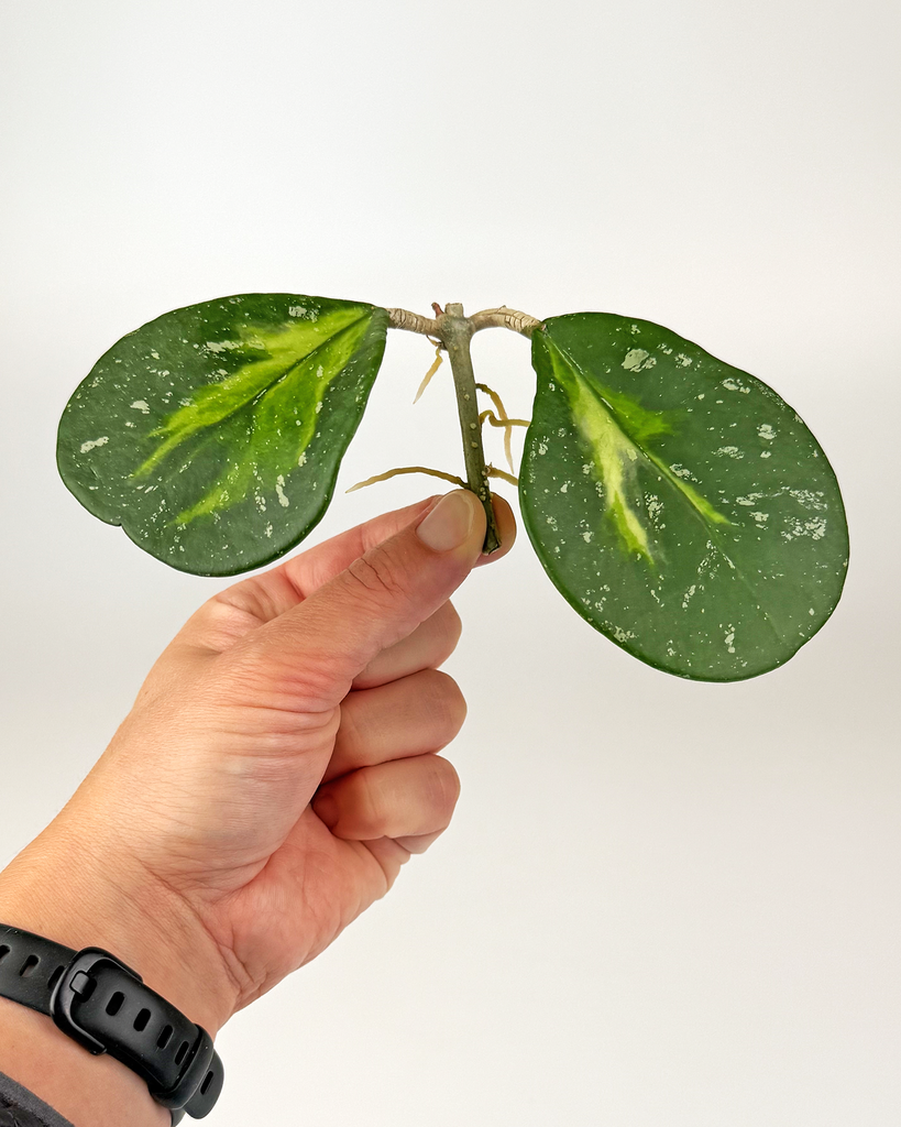 Hoya Obovata inner variegated - cutting