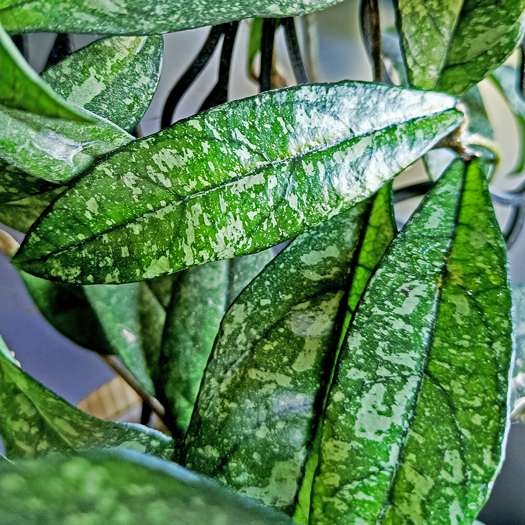 Hoya Crassipetiolata Splash - cutting