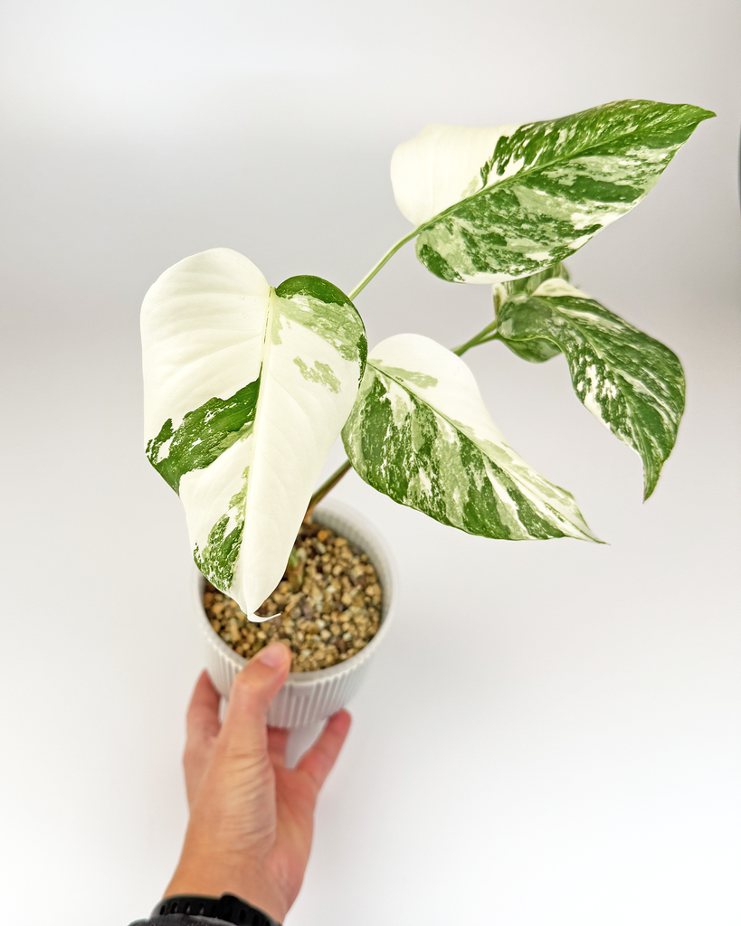 Monstera Albo Variegata "Sneguljčica"