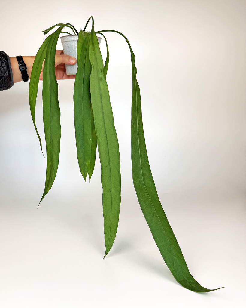 Anthurium Vittariifolium