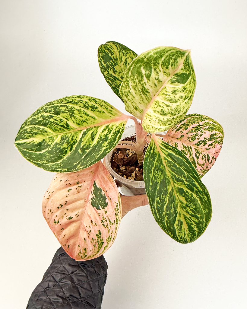 Aglaonema Cinta