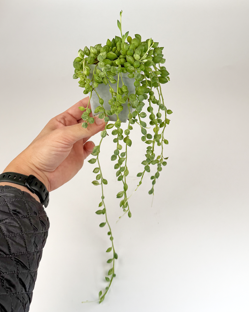 Variegated String of Tears (Senecio herreanus Variegated)