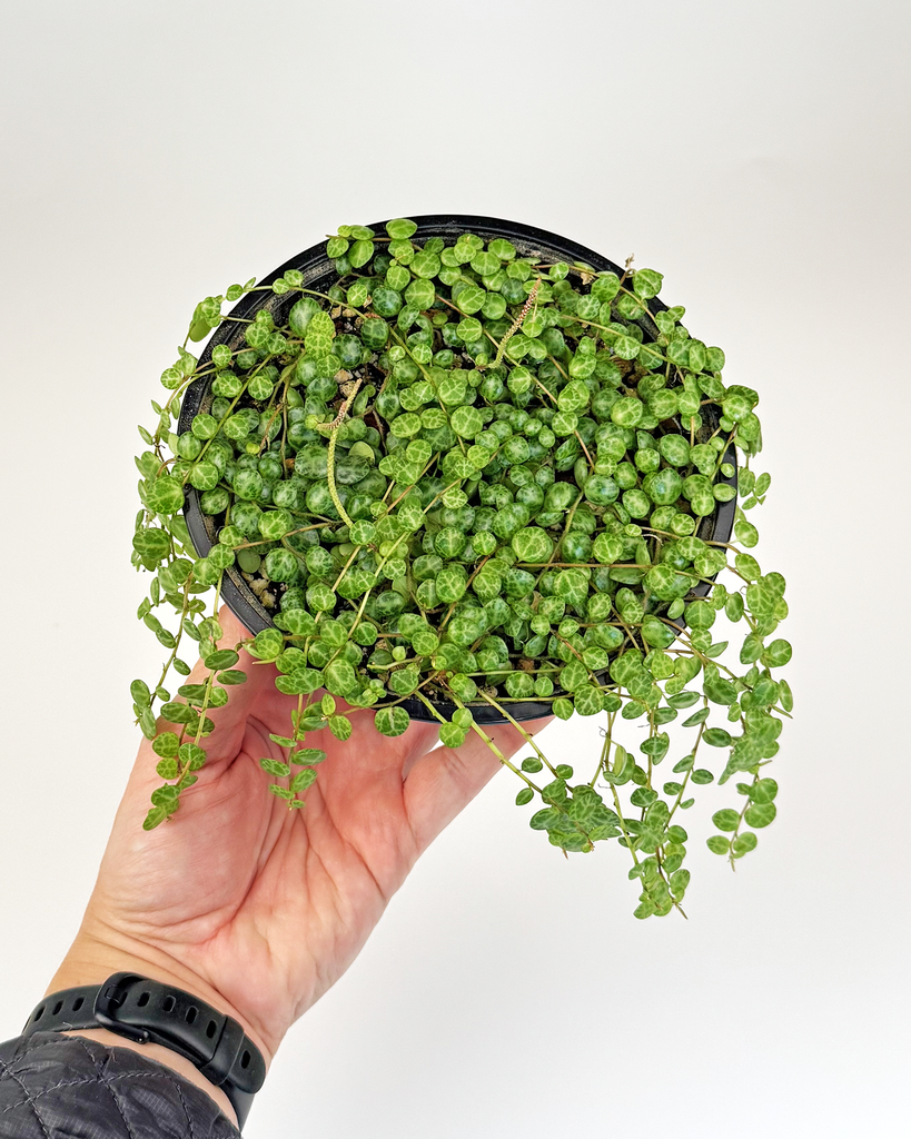 String of Turtles (Peperomia prostrata)