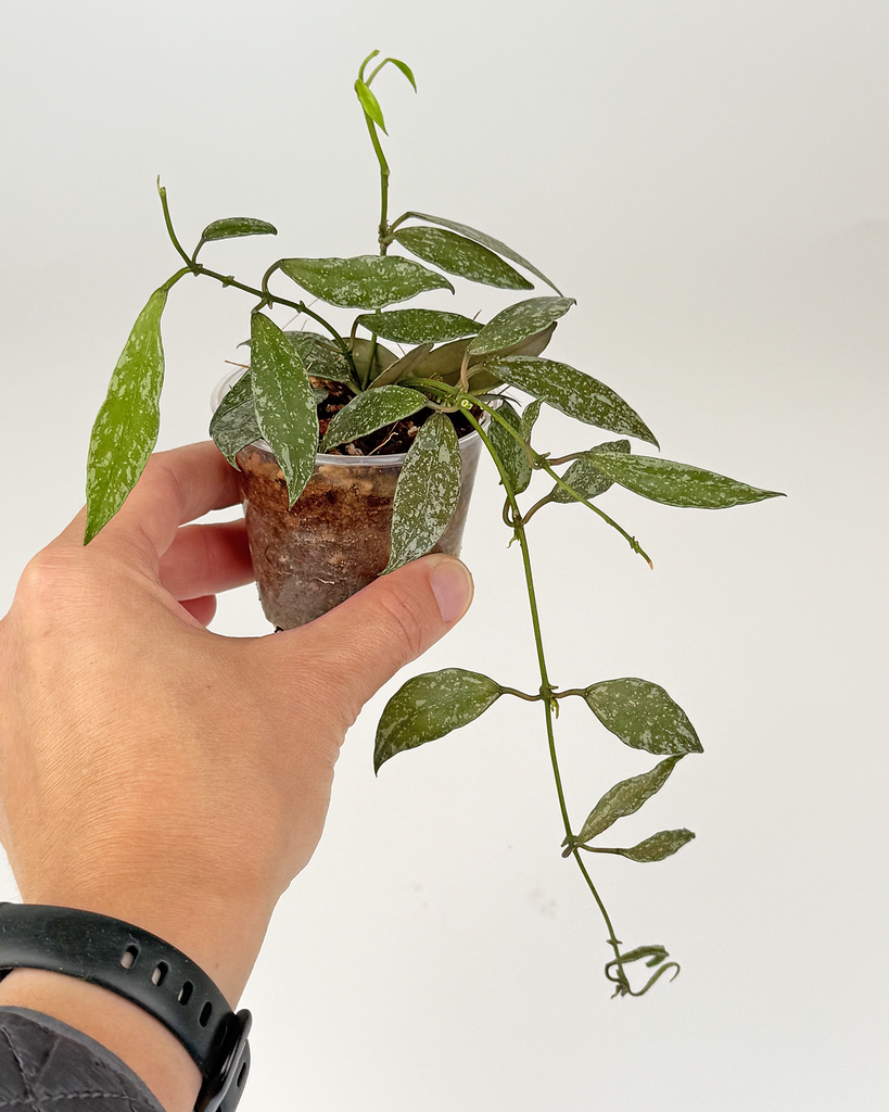 Hoya Lacunosa Laos