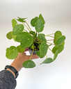 Pilea peperomioides Sugar