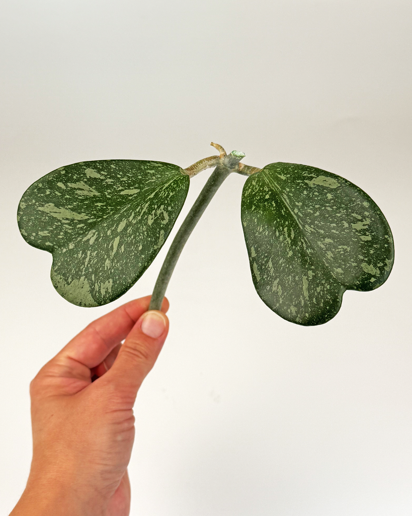 Hoya Kerrii ‘Splash’  - cutting