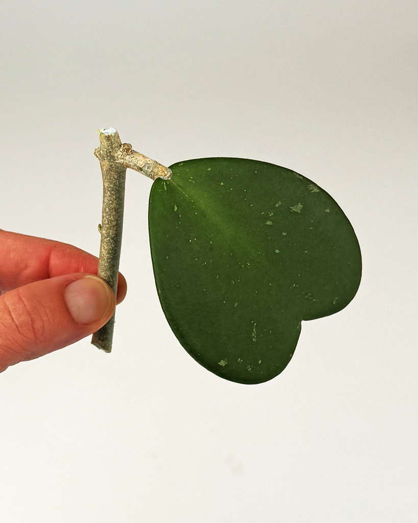 Hoya Kerrii  - cutting