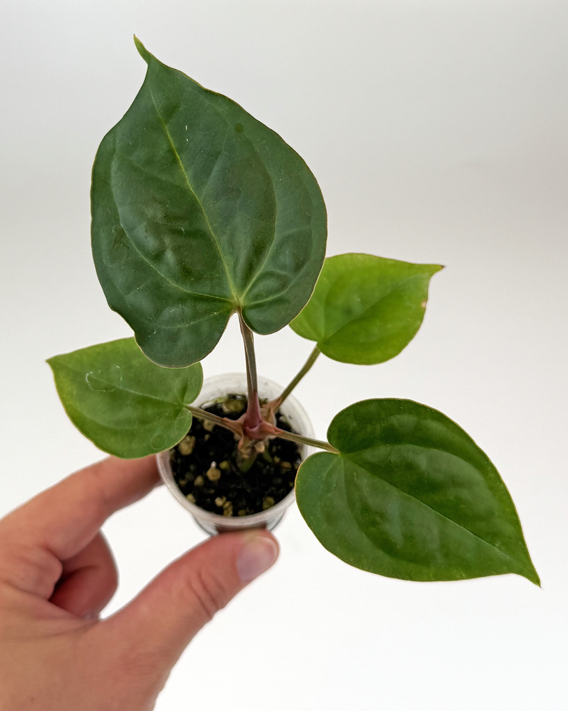Anthurium Crystallinum x Luxurians