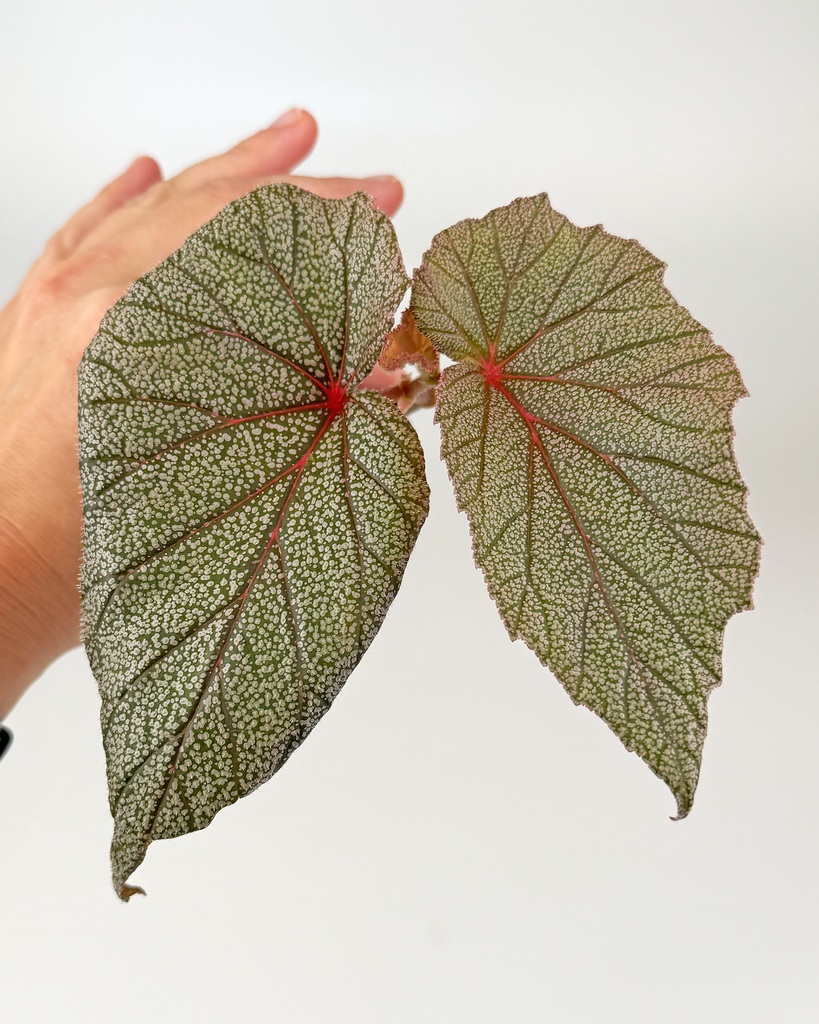 Begonia 'Sinbad' - potaknjenec