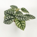 Alocasia 'Silver Dragon'