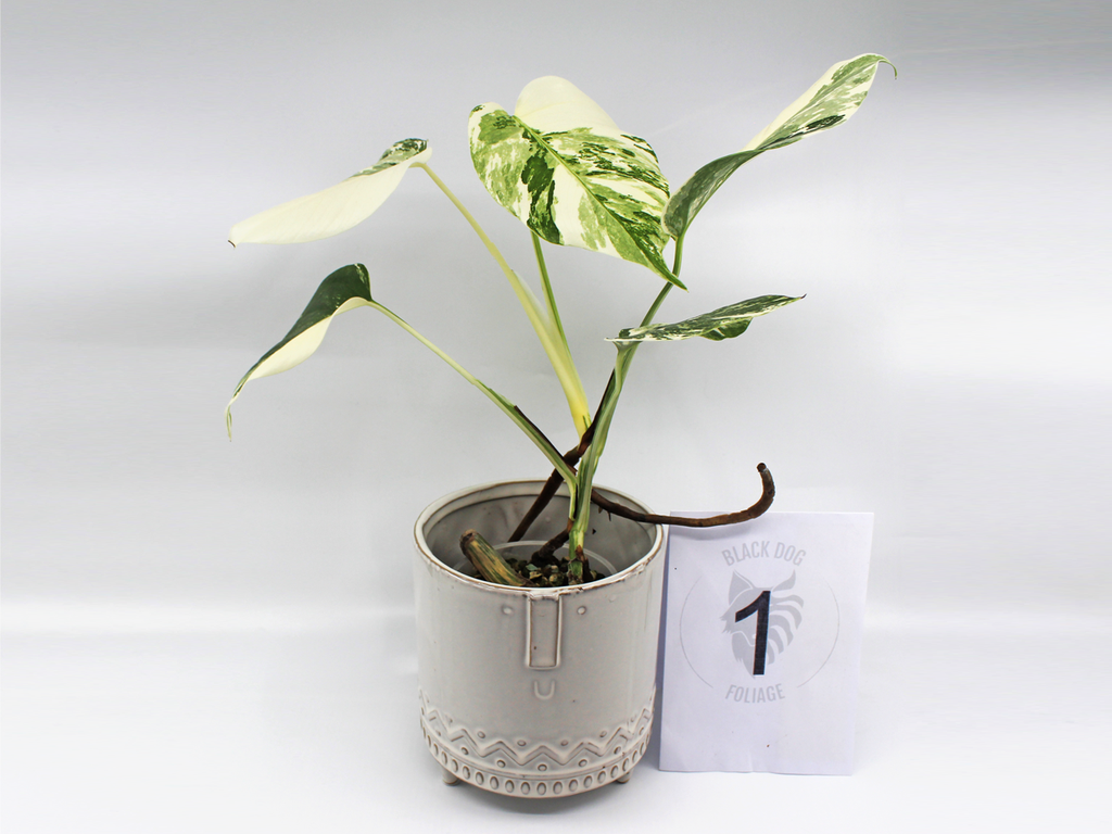Monstera Albo Variegata