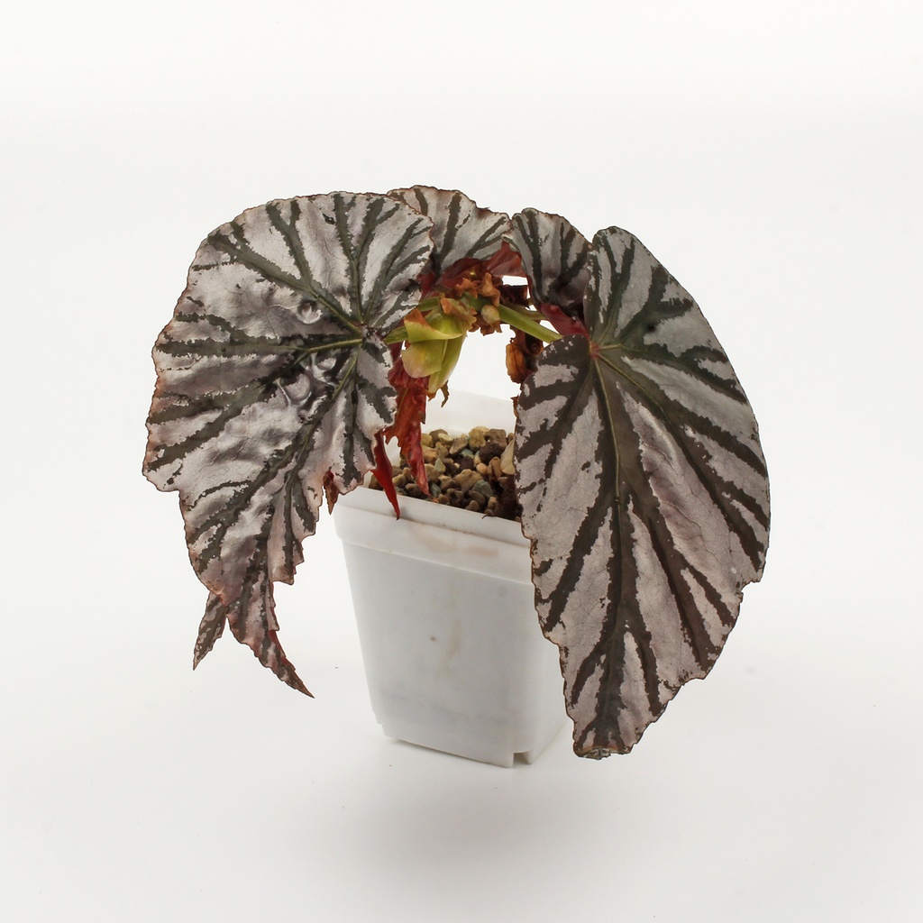Begonia 'Highway'