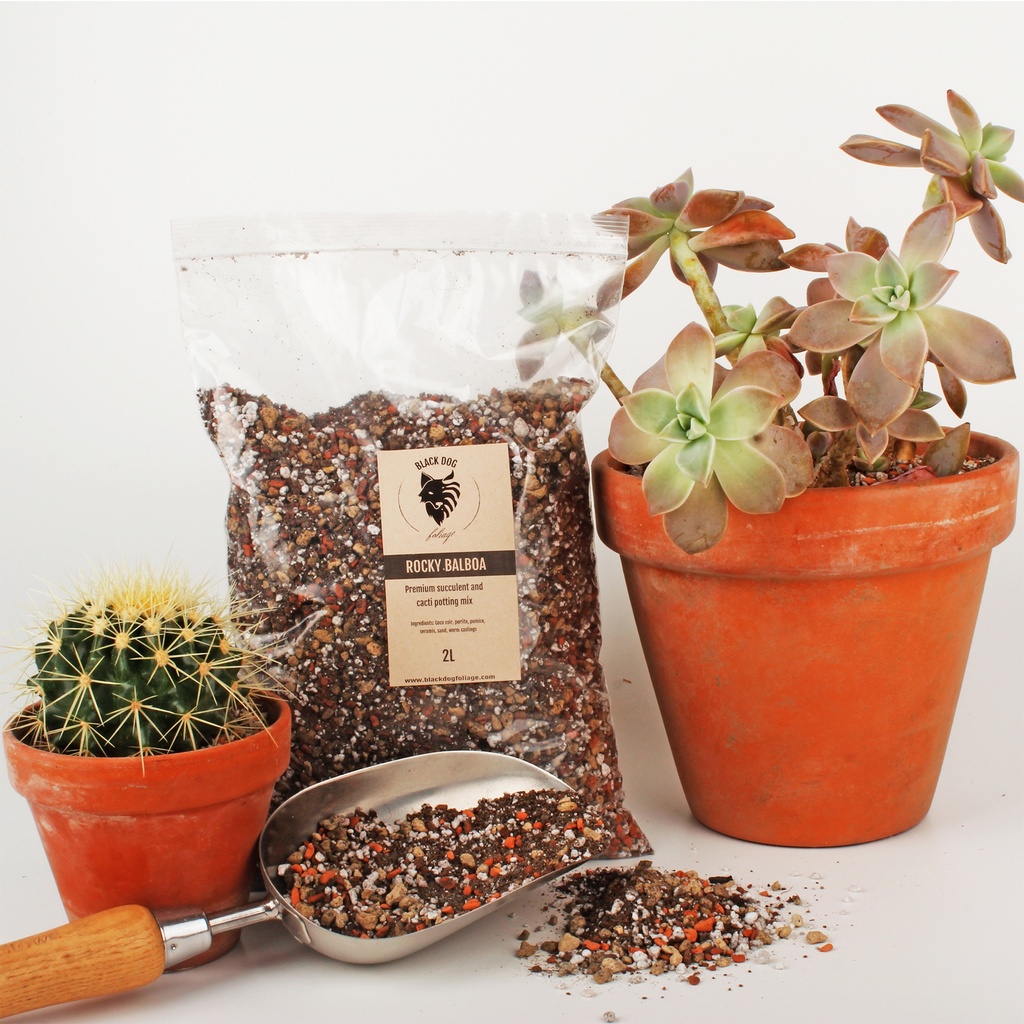 'Rocky Balboa' Premium Cacti and Succulent Potting Mix