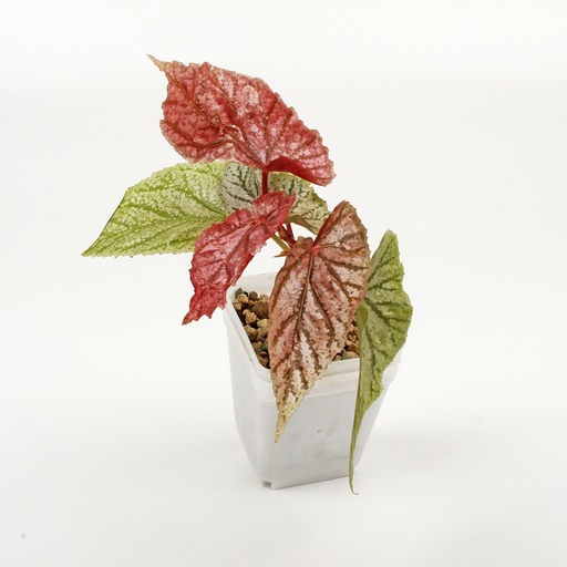 Begonia 'Maurice Amey'