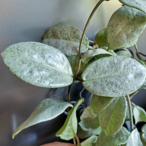 Hoya Carnosa "Nova Ghost" - cutting