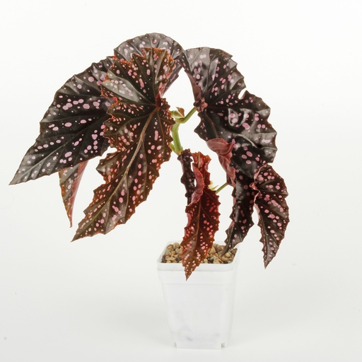 Begonia 'Cracklin' Rosie'