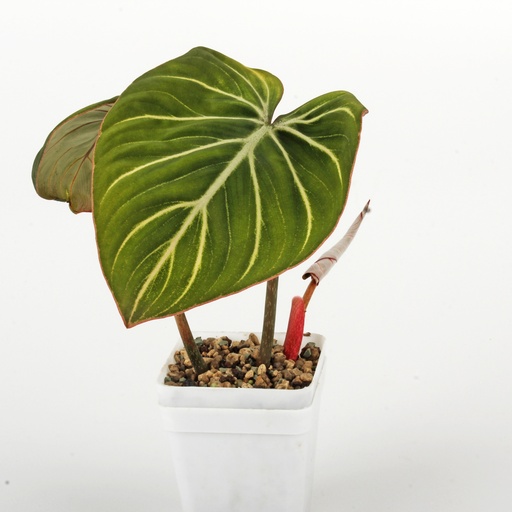 Filodendron Philodendron Gloriosum Zebra 'Pink Back'