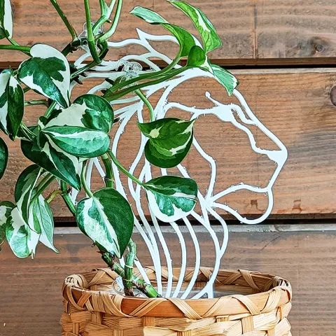 The Lion trellis in a pot with a climbing plant