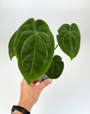 anthurium-velvet-mask-hofmanii-forgetii-goliath-hurc-01.webp
