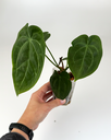 anthurium-velvet-mask-hofmanii-forgetii-goliath-hurc-02.webp