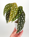 polka-dot-begonia-begonija-maculata-cane.webp