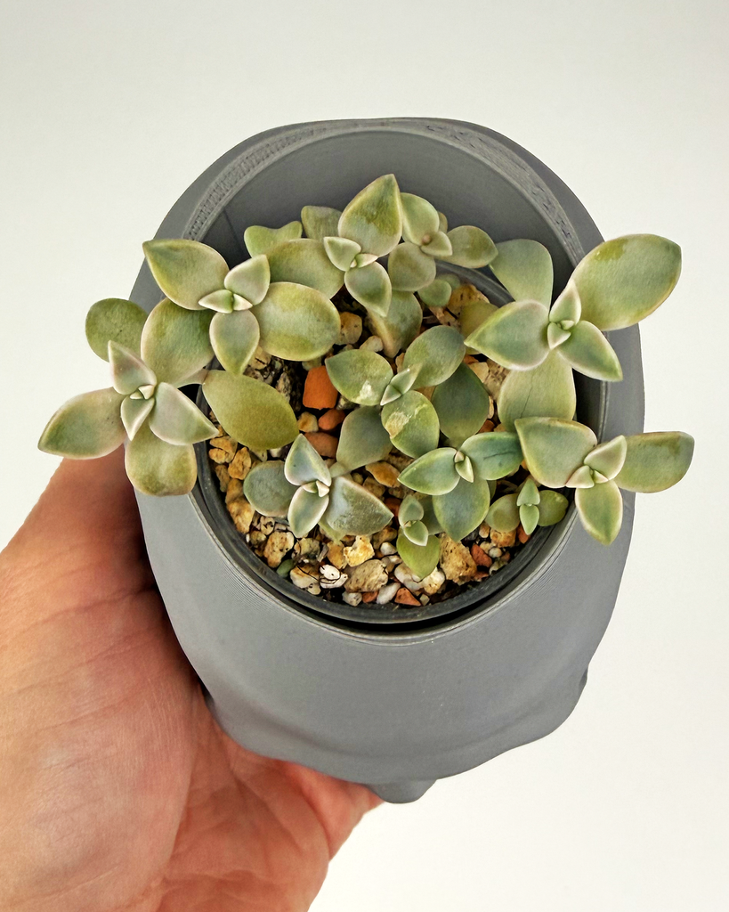 "Ghost plant" Graptopetalum paraguayense in Skull Planter