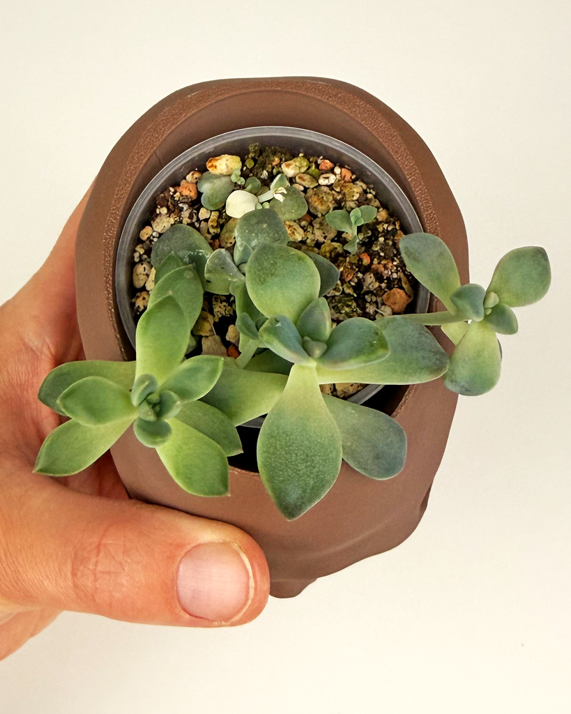 Graptoveria-Titubans-skull-planter-3d-print-dark-brown-Porcelain-Plant.webp