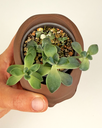 Graptoveria-Titubans-skull-planter-3d-print-dark-brown-Porcelain-Plant.webp