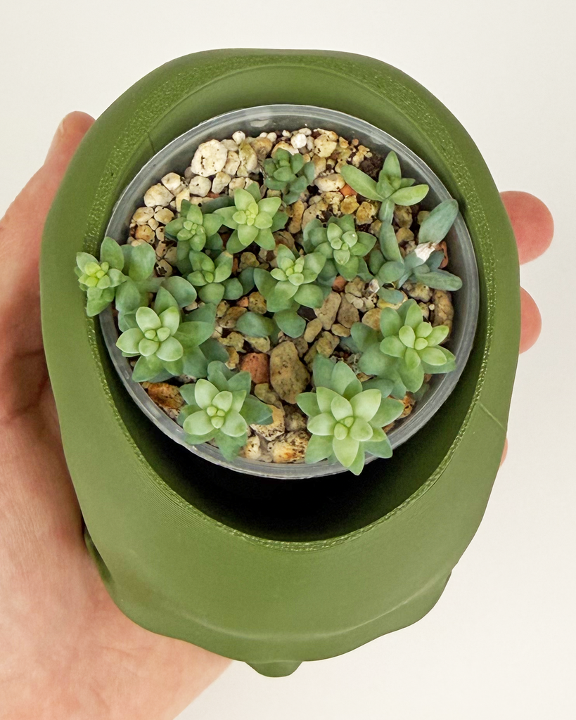Sedum-morganianum-Burrito-burros-tail-skull-planter-3d.webp