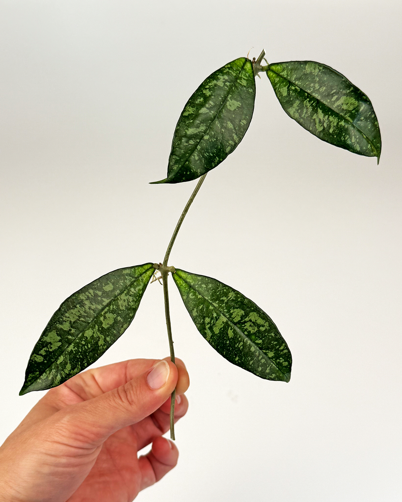 Hoya Crassipetiolata Splash - potaknjenec