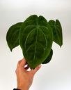 Anthurium hybrid