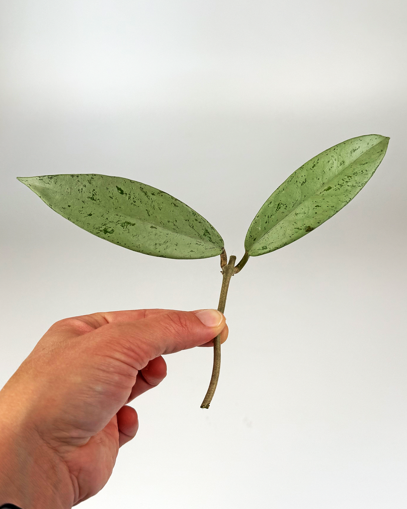 Hoya pubicalyx 'Pink Silver Ghost' - potaknjenec