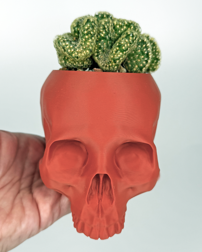 'Brain Cactus' Mammillaria Elongata Crestata in Skull Planter