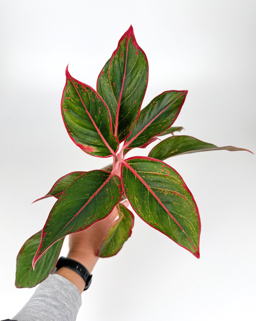Aglaonema ‘Siam Aurora’