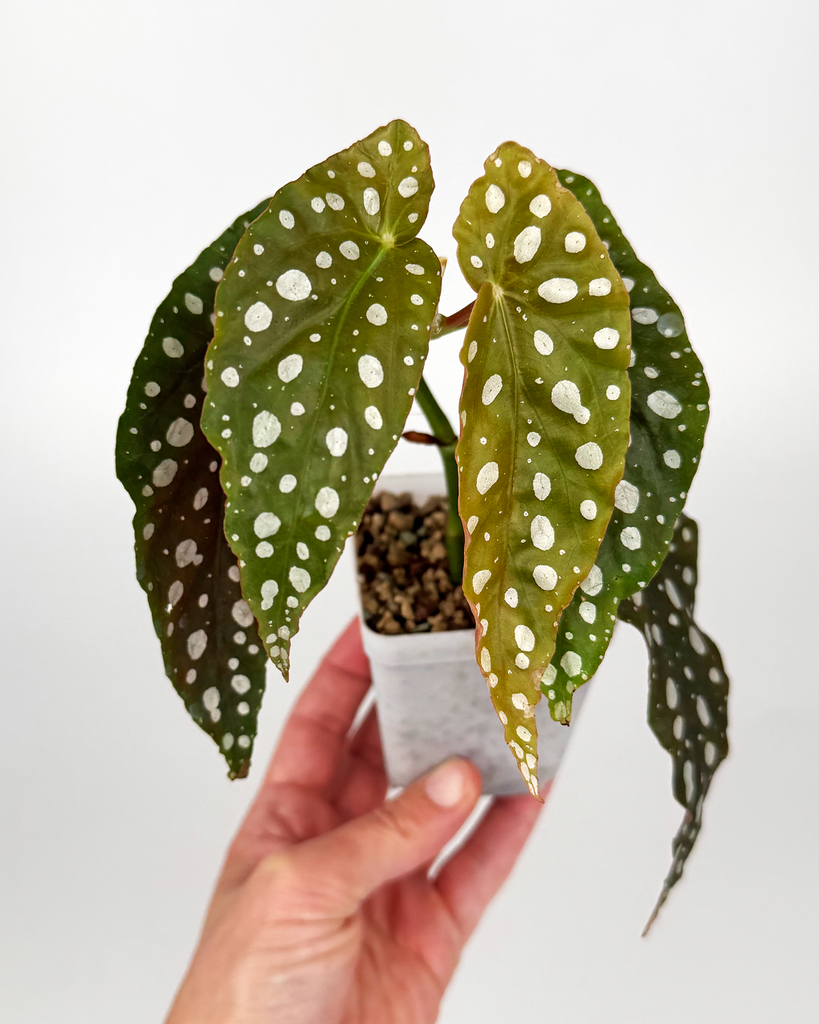 Begonia 'Maculata'