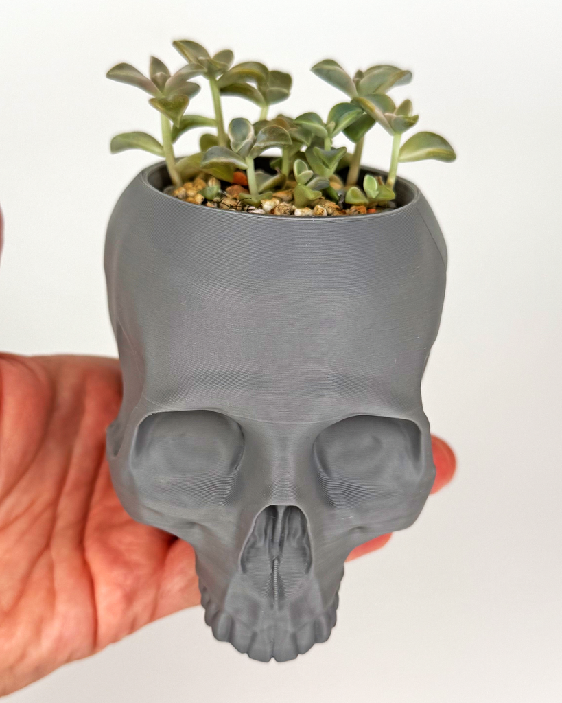 "Ghost plant" Graptopetalum paraguayense in Skull Planter