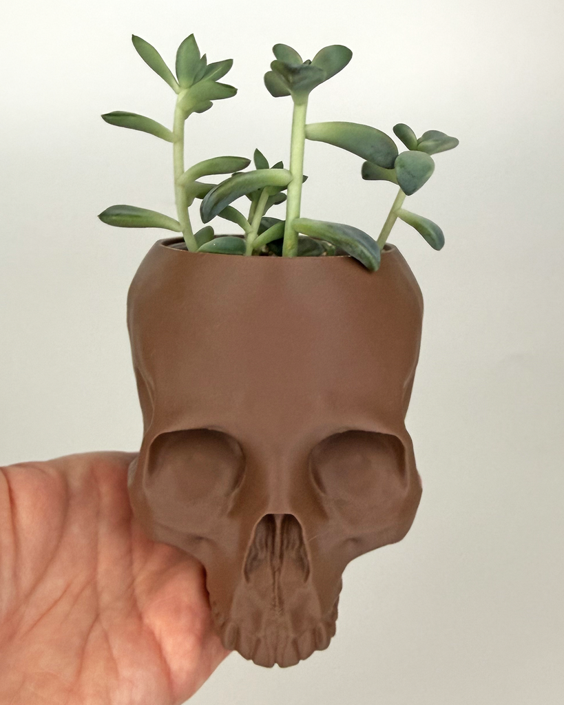"Porcelain Plant" Graptoveria 'Titubans' z lončkom v obliki lobanje