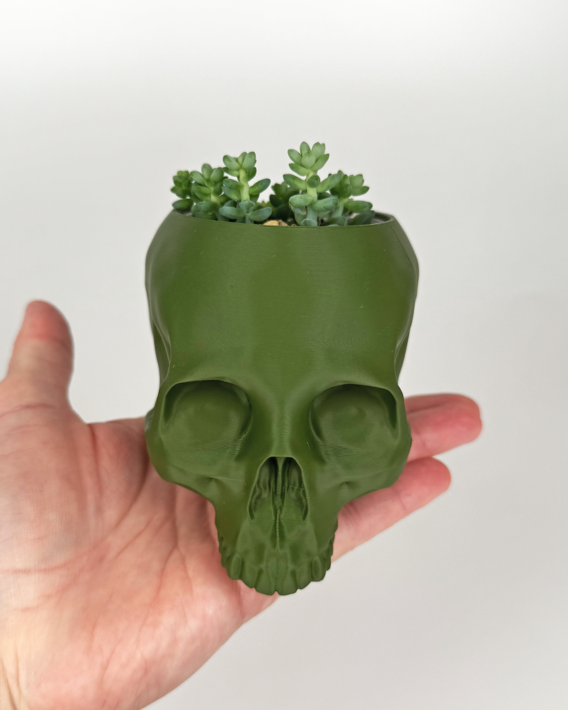 "Burro's tail" Sedum morganianum 'Burrito' in Skull Planter